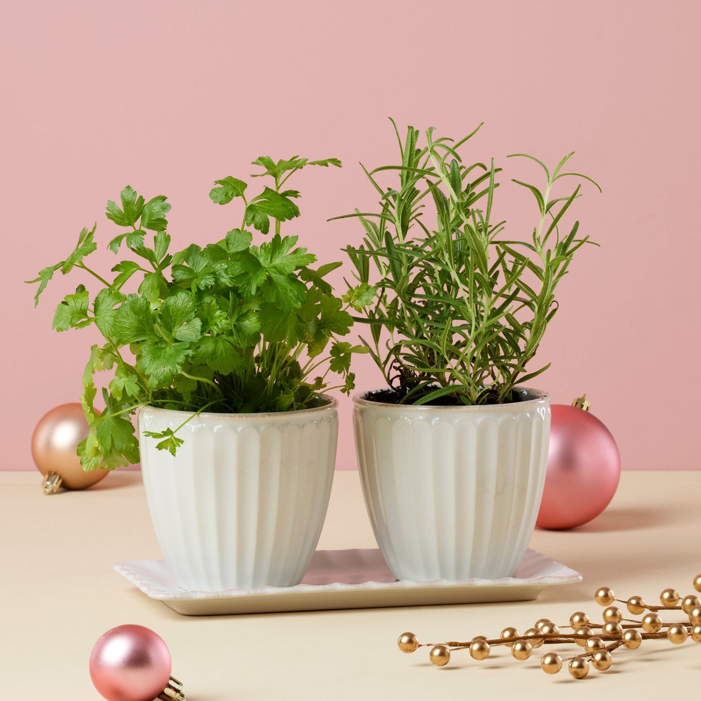 French Perle Scallop White 3-Piece Herb Pot Set