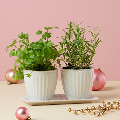 French Perle Scallop White 3-Piece Herb Pot Set