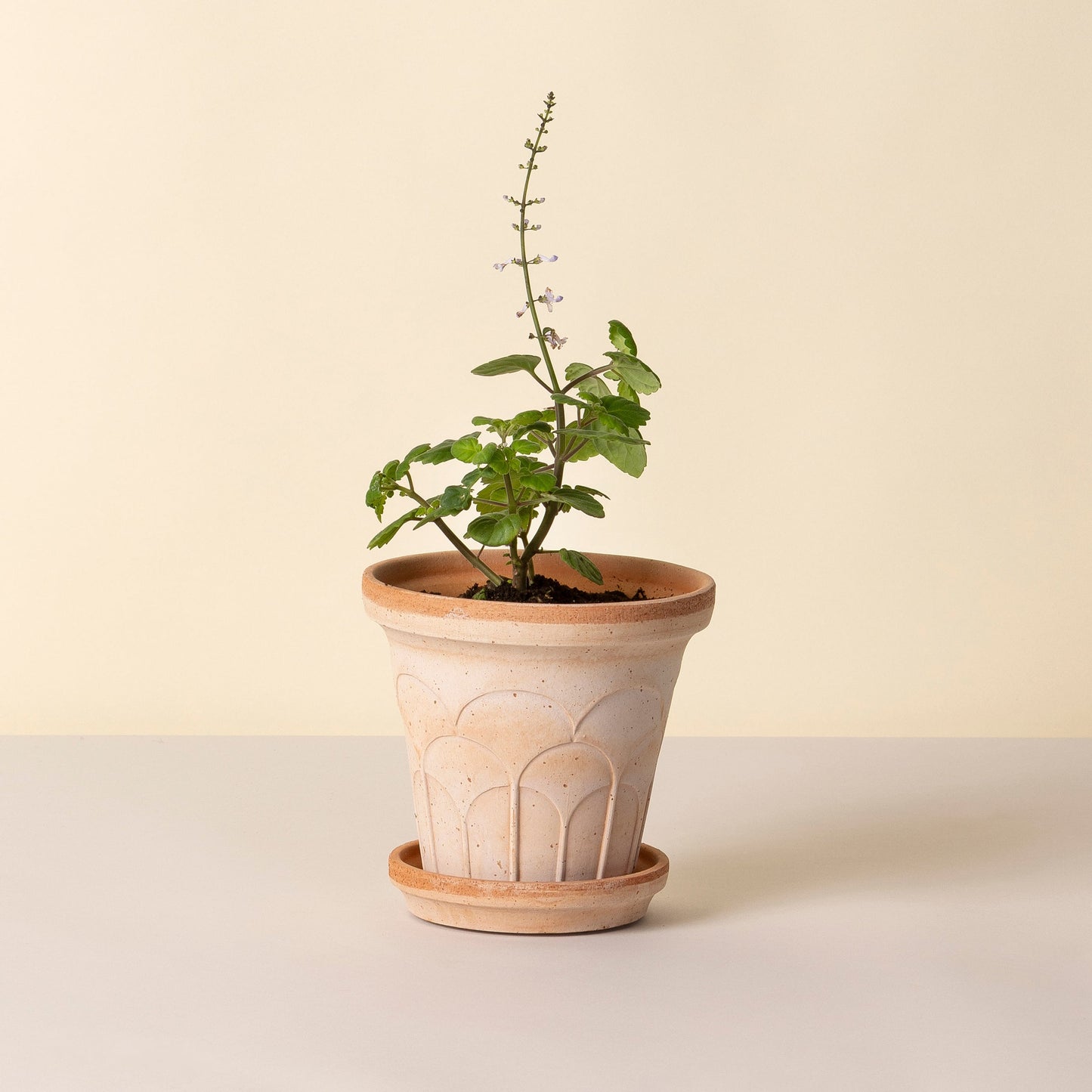 Fleur Raw Rosa 14cm Pot with Saucer